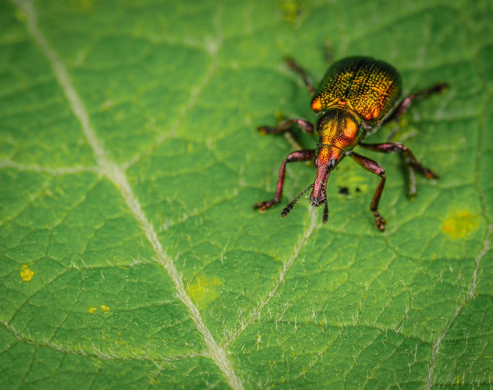 Weevil on a green leaf