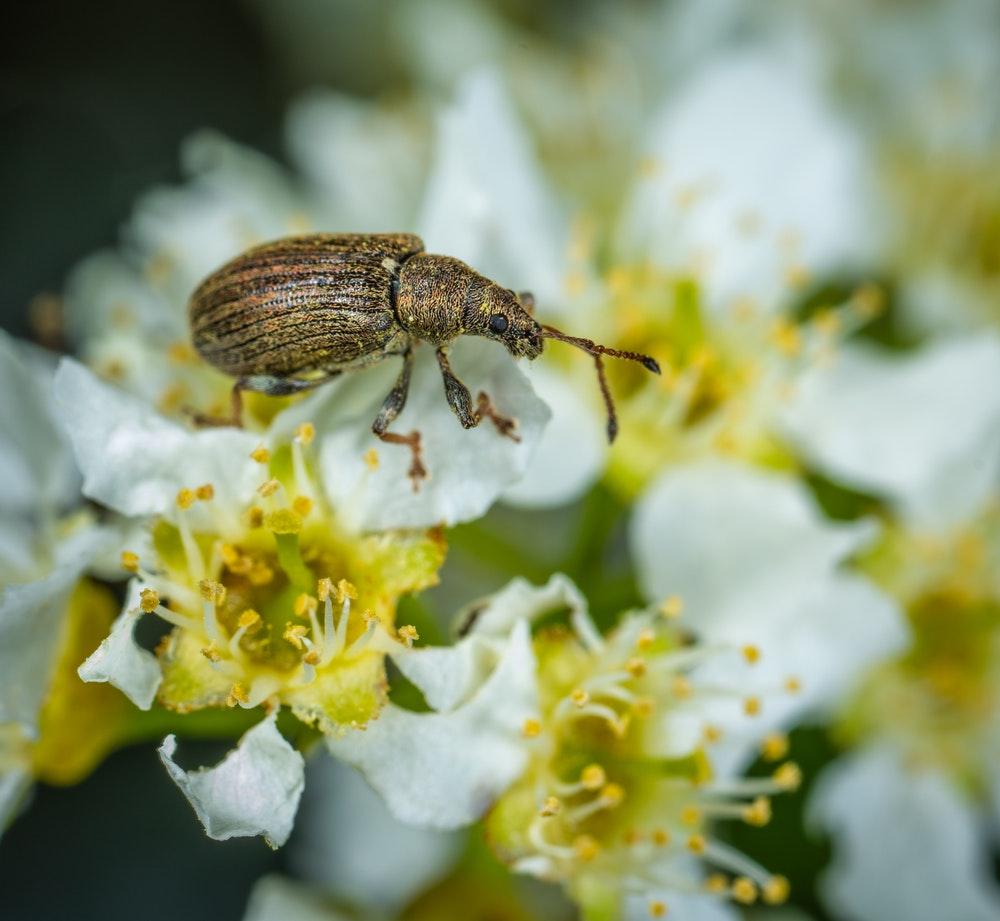 Weevil on white flowers