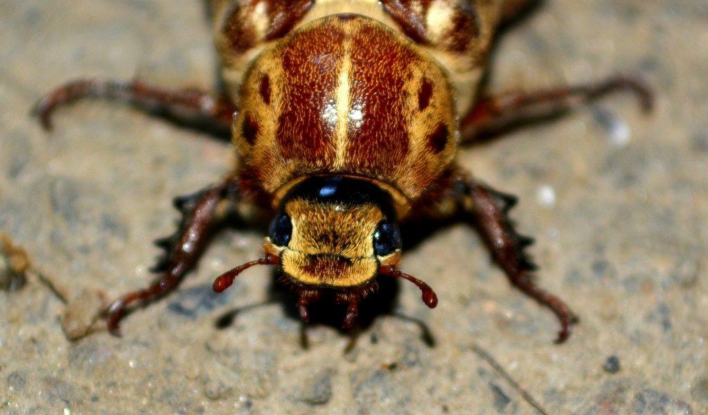 A close-up shot of the head and front part of the body of a cockroach