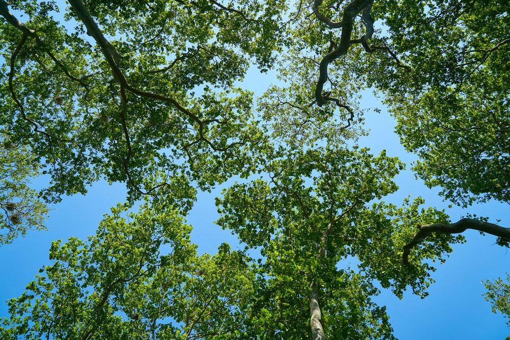 Tree canopy