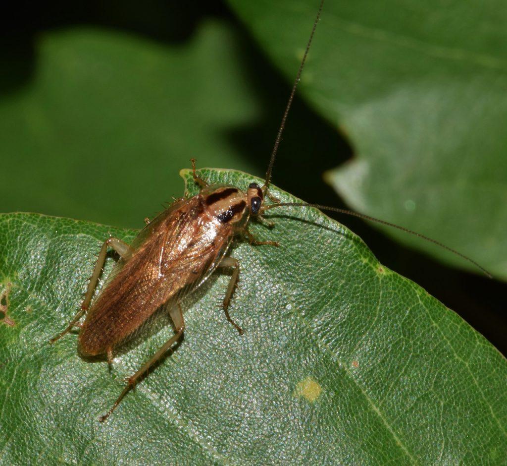 Brown cockroach on green leaf