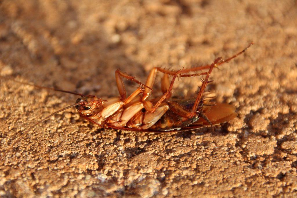 Dead cockroach on its back