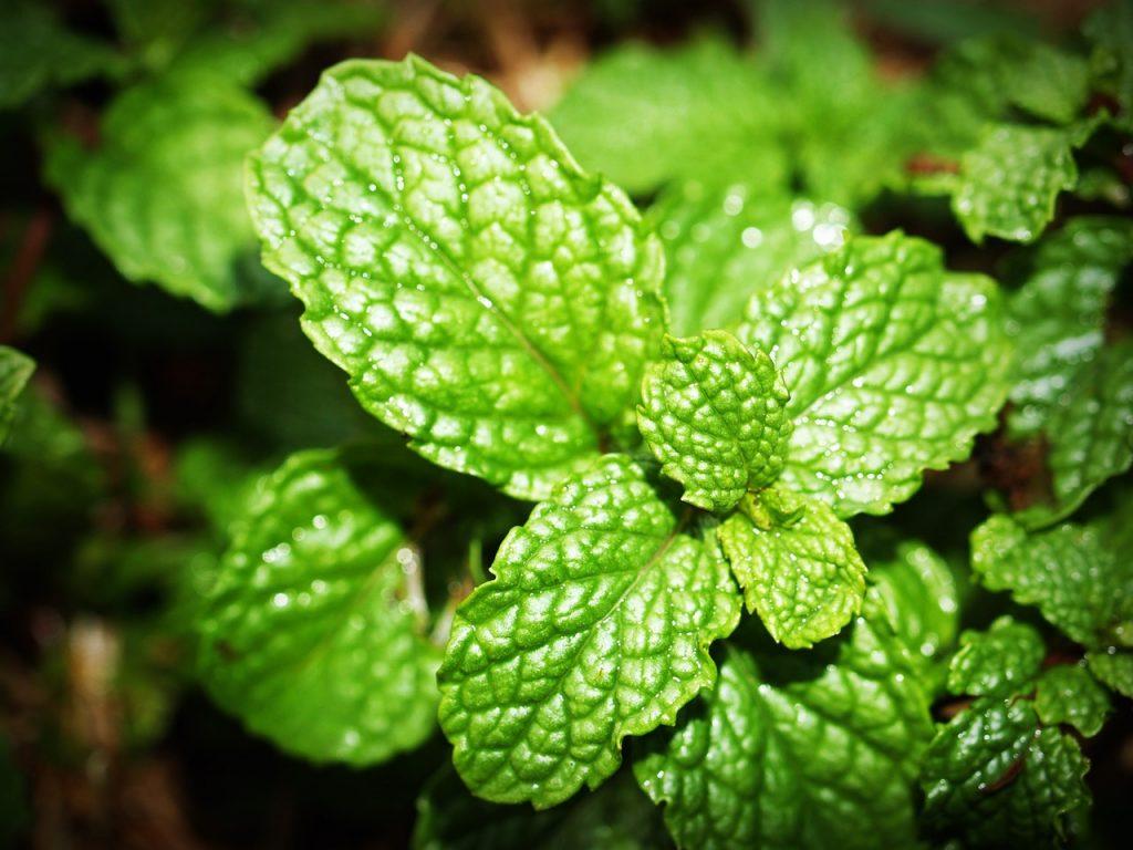 Close up of mint leaves