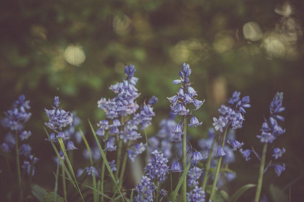 Selective focus on a lavender plant