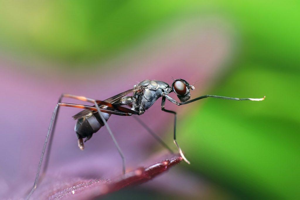 Closeup of a fly on the petal of a flower