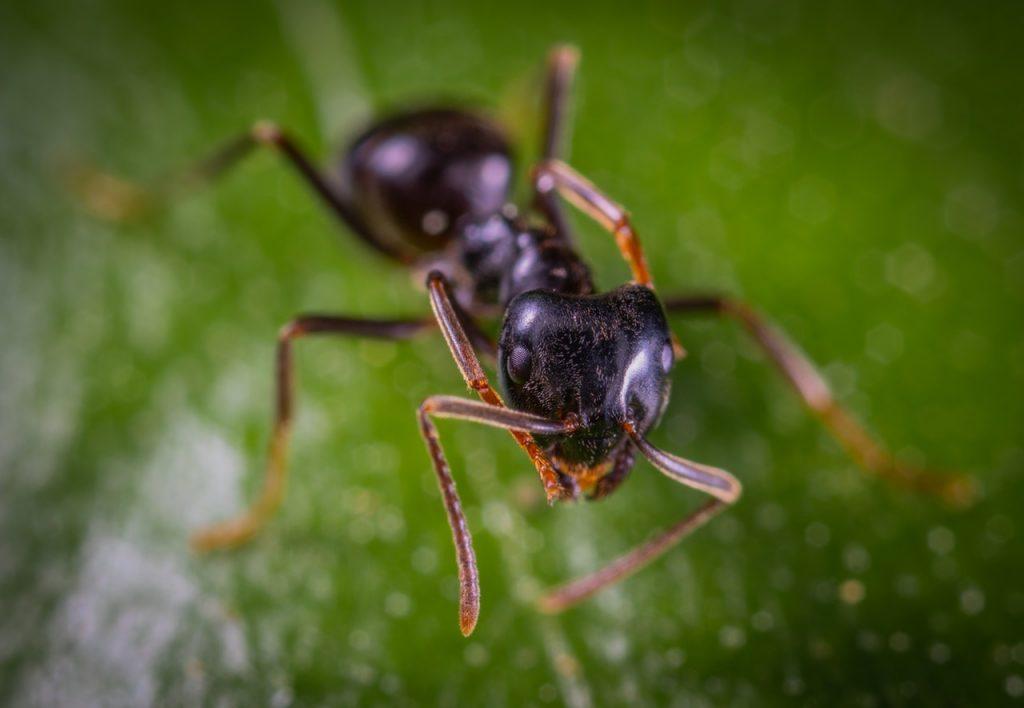 Black ant on green leaf