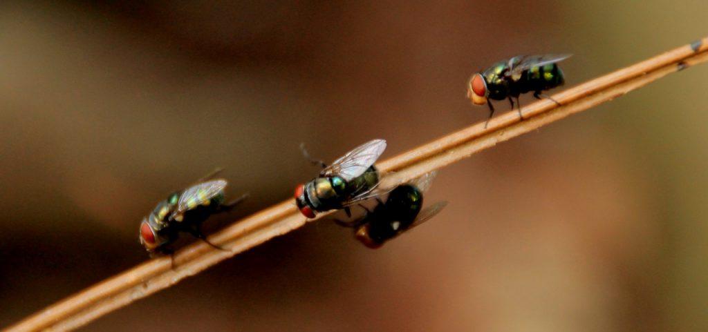 Closeup of flies on a blade of grass