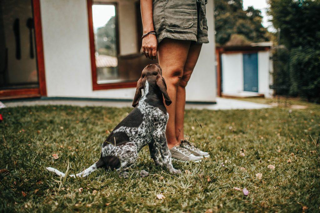 Dog in yard