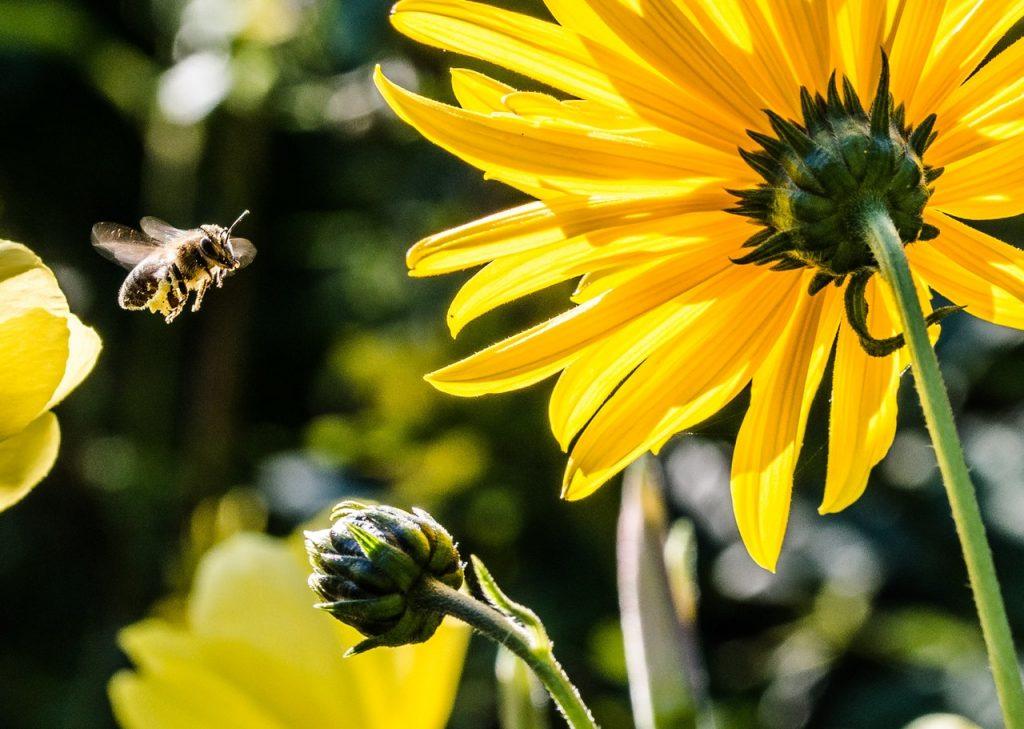 Bee flying near flowers