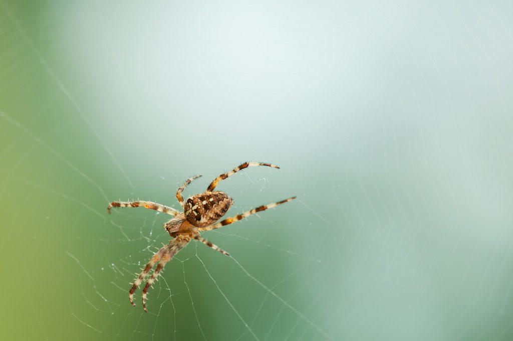 Spider on web