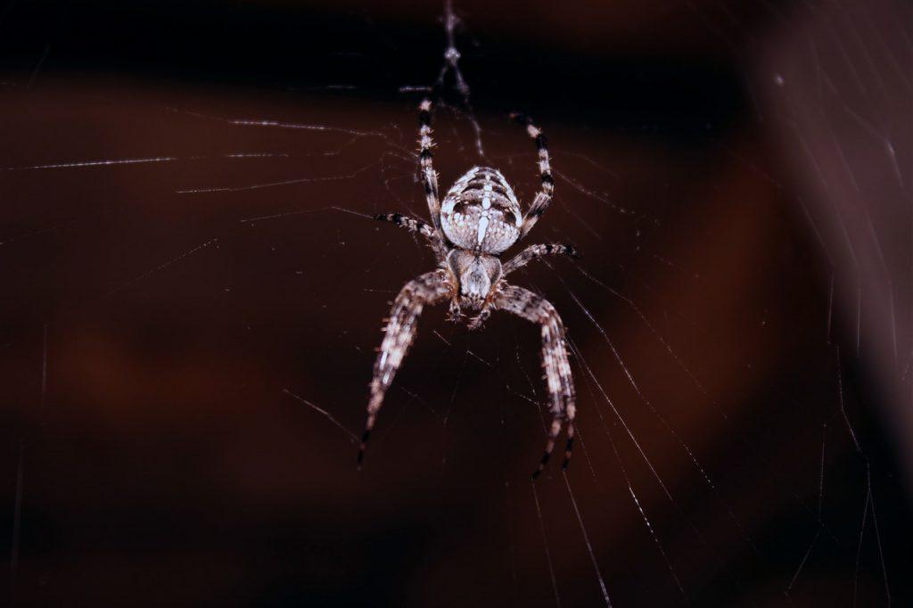 Spider on web