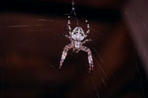 Read more about the article Controlling Crab Spiders