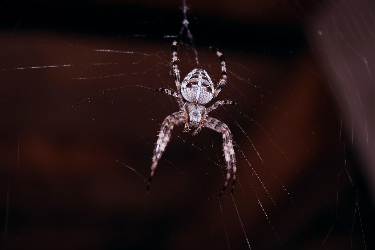 You are currently viewing Controlling Crab Spiders