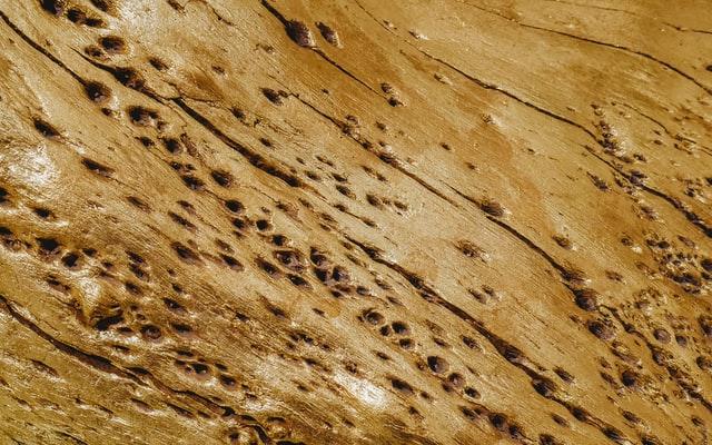 termite damaged tree