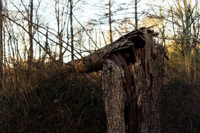 tree falling apart