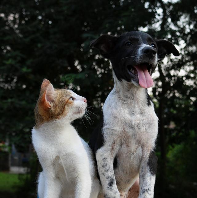 cat and dog