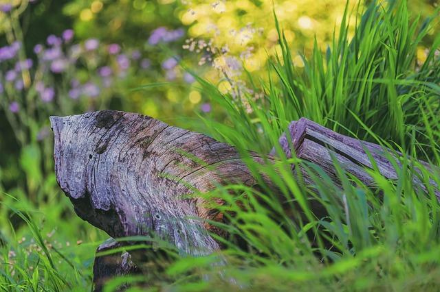 dead wood in garden