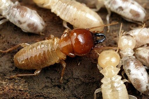 termites