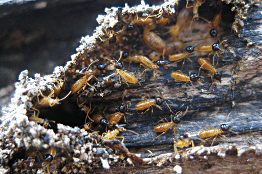 termites