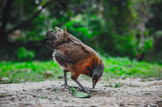 bird eating