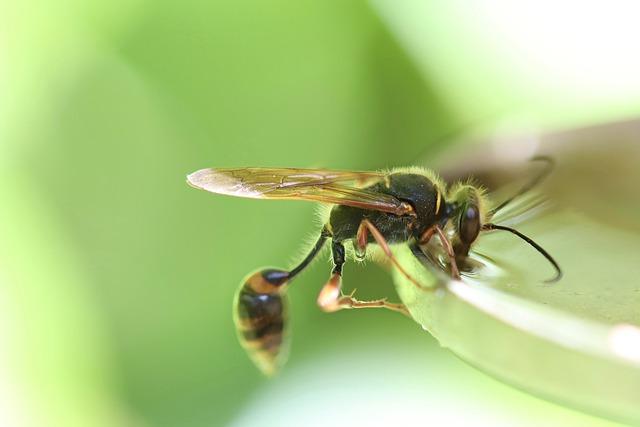 wasp