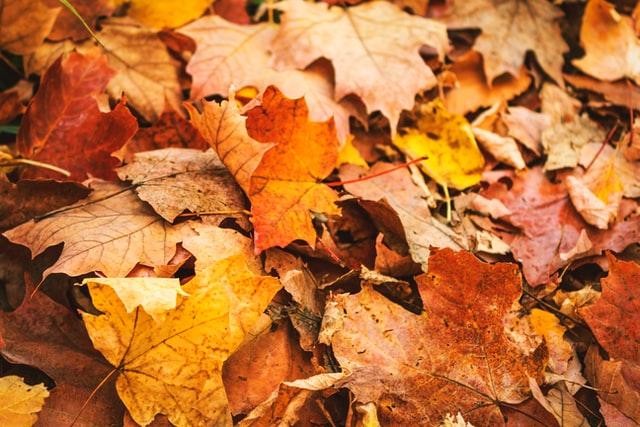 orange dead leaves