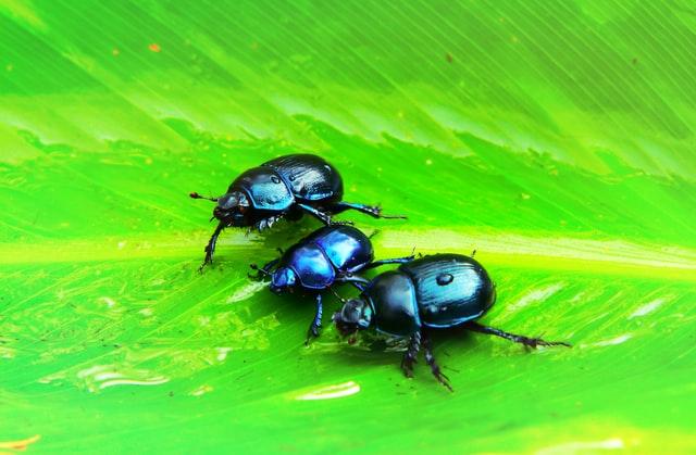 beetles on a leaf