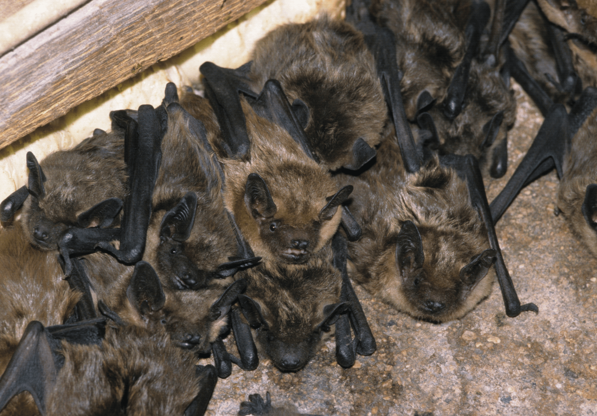 You are currently viewing How to Deter Bats from Entering Your Home