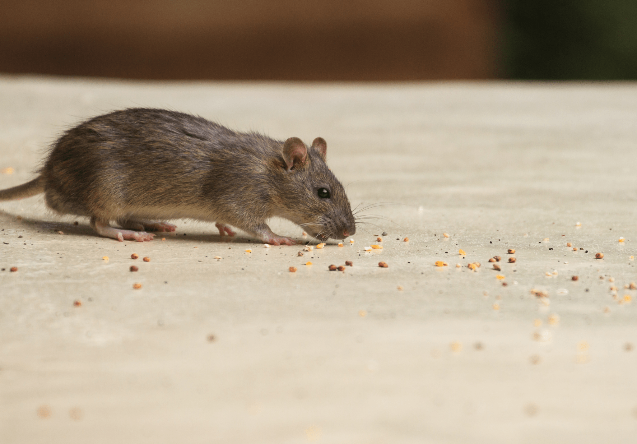 You are currently viewing Cleaning Up After a Mice Infestation