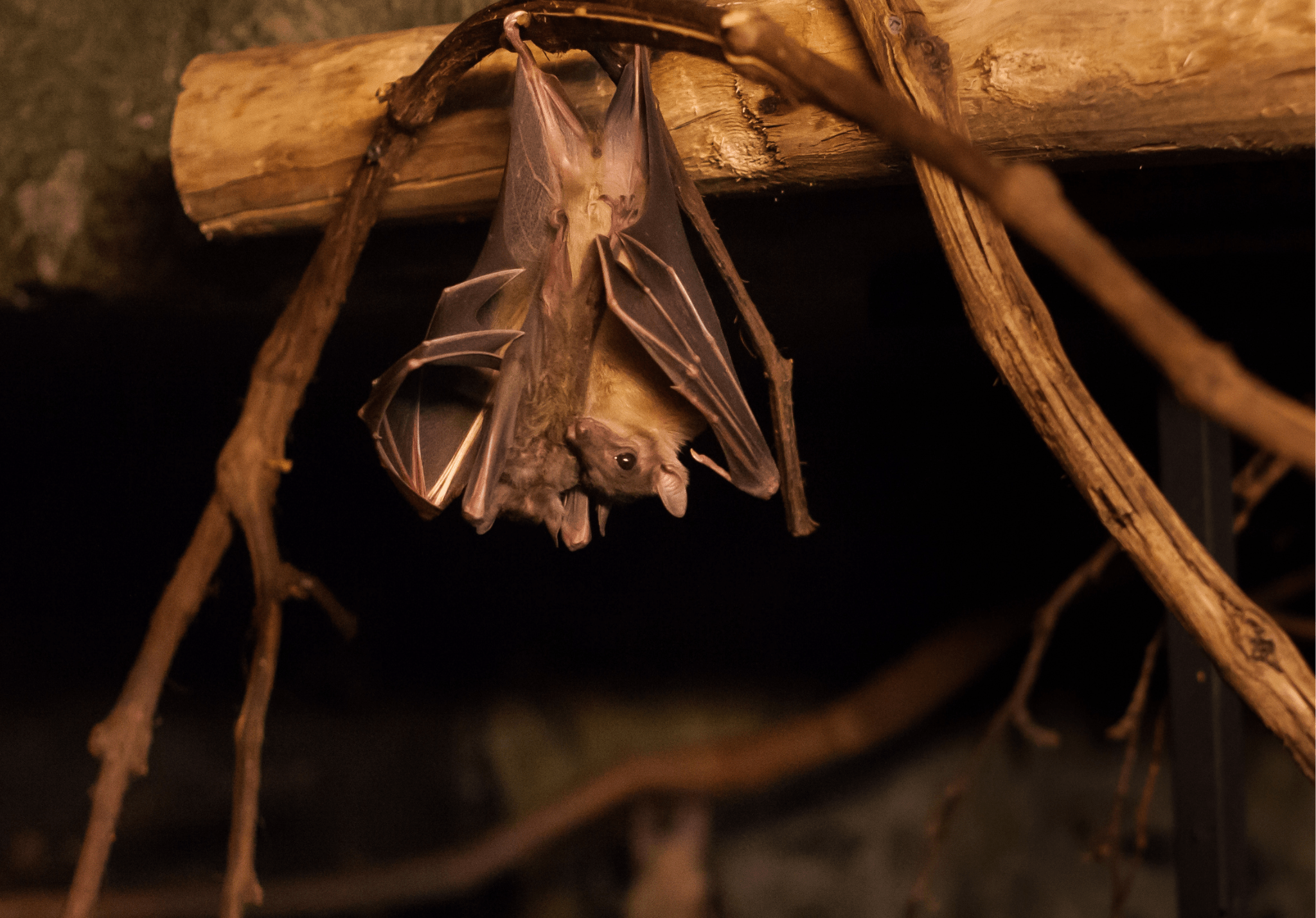 Why Bats Choose Your Home as Their Winter Roost