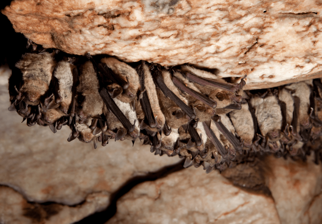 Group of bats hanging from rock