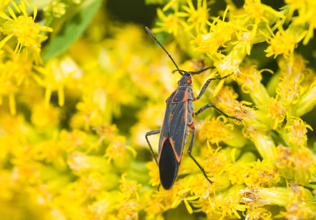 A black and orange Boxelder bug on yellow flowers