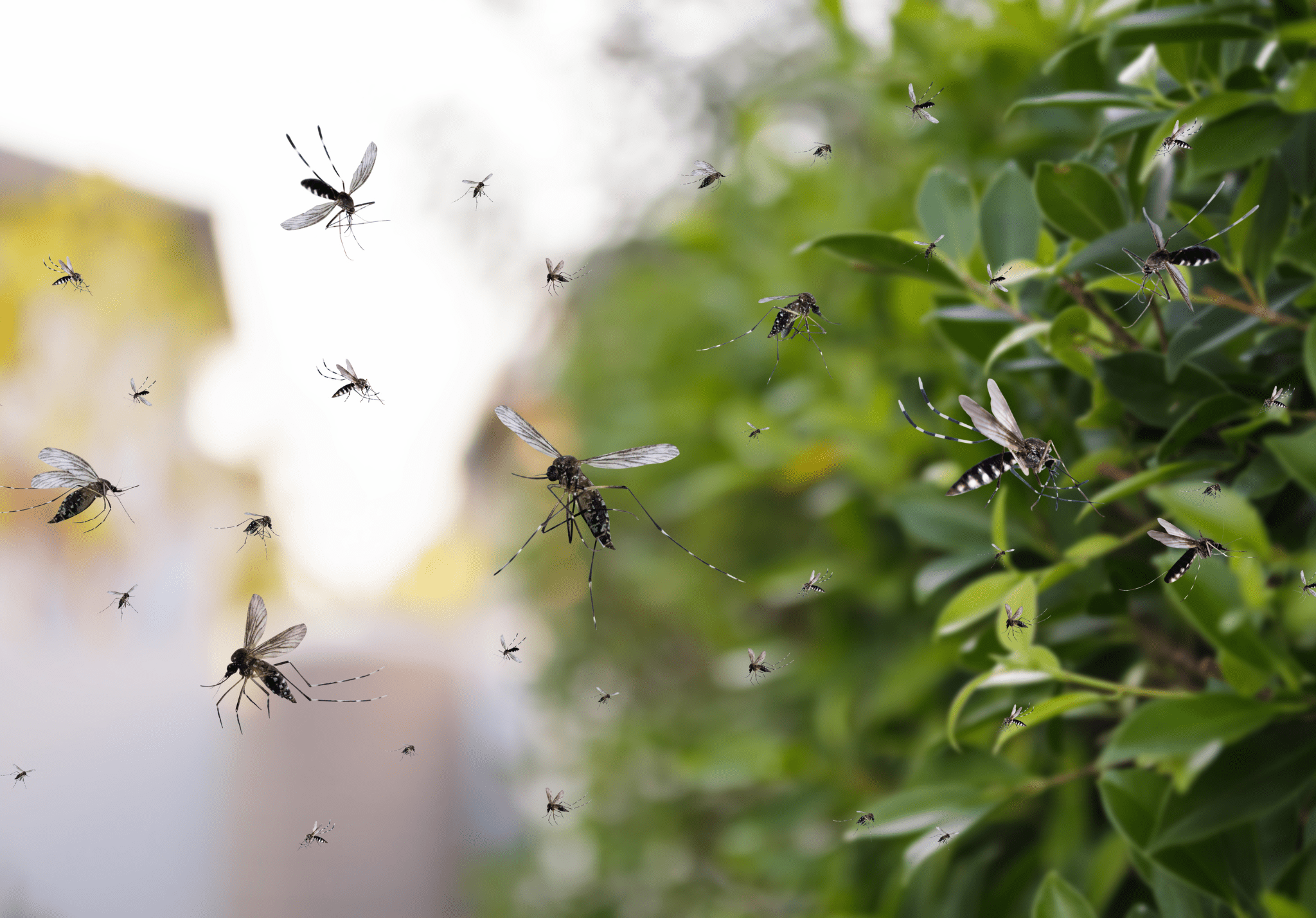 You are currently viewing 5 Common Mosquito Myths, Debunked