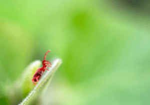 Read more about the article Understanding the Differences Between Clover Mites and Chiggers