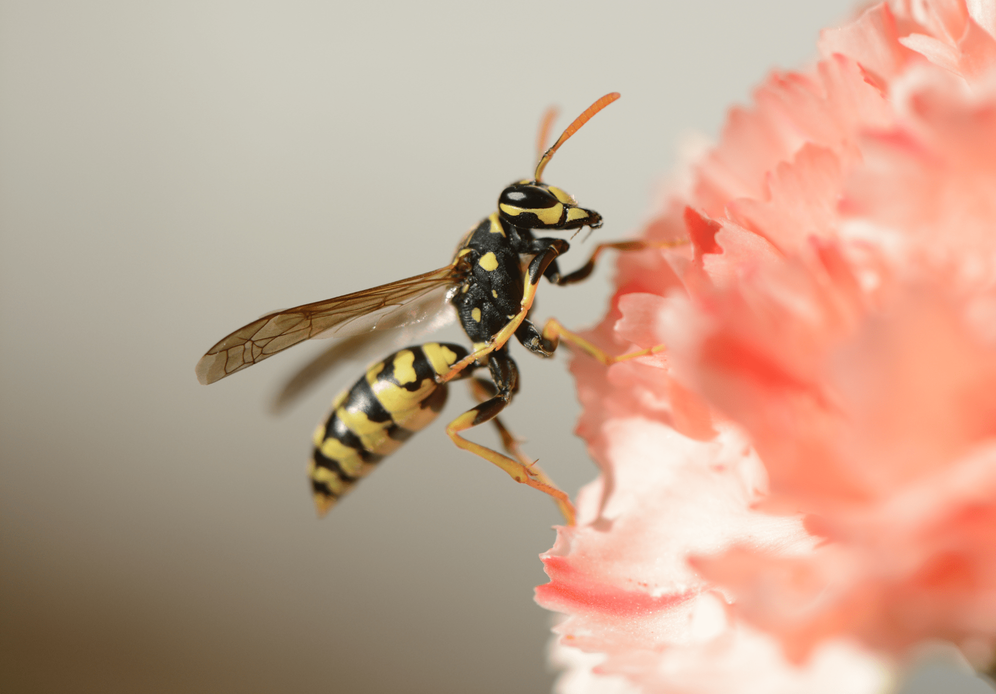 Read more about the article 5 Common Myths About Wasps