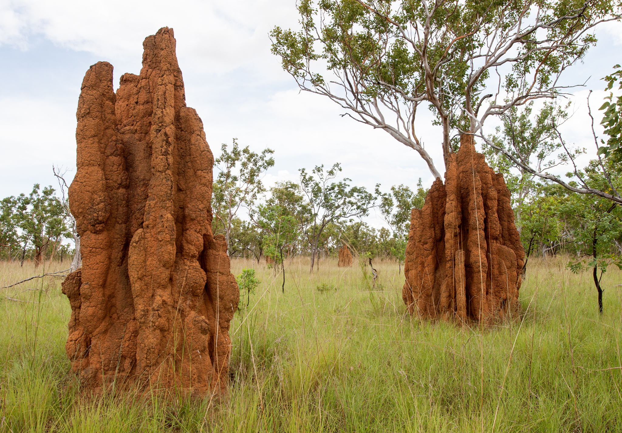 Read more about the article Understanding Why the World Needs Termites