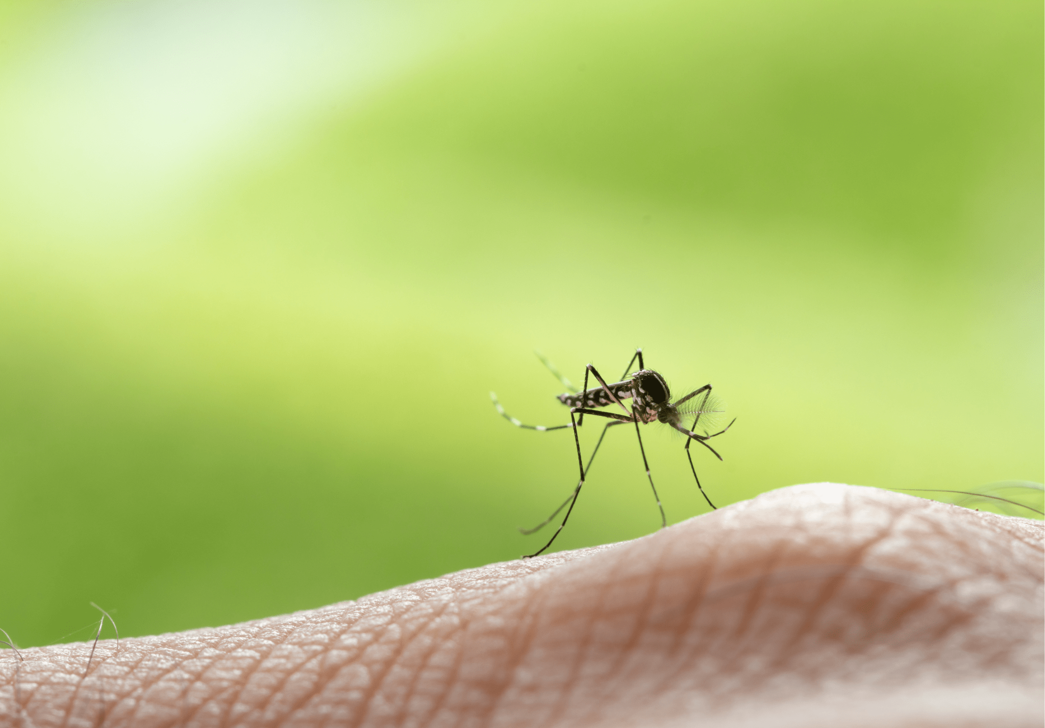 You are currently viewing Most Common Illnesses Caused By Mosquitoes