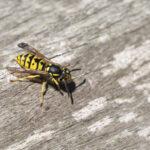 Identifying Different Types of Wasps 