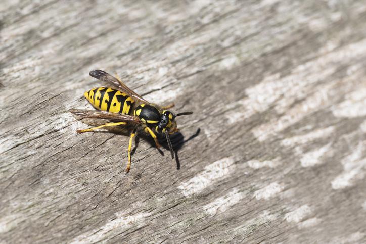 You are currently viewing Identifying Different Types of Wasps 