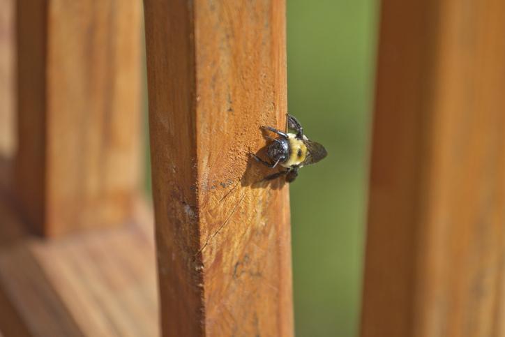 You are currently viewing How to Get Rid of Carpenter Bees