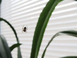 Read more about the article What to Do About Spiders 