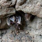 What to Do About Bats in Your Nebraska Home