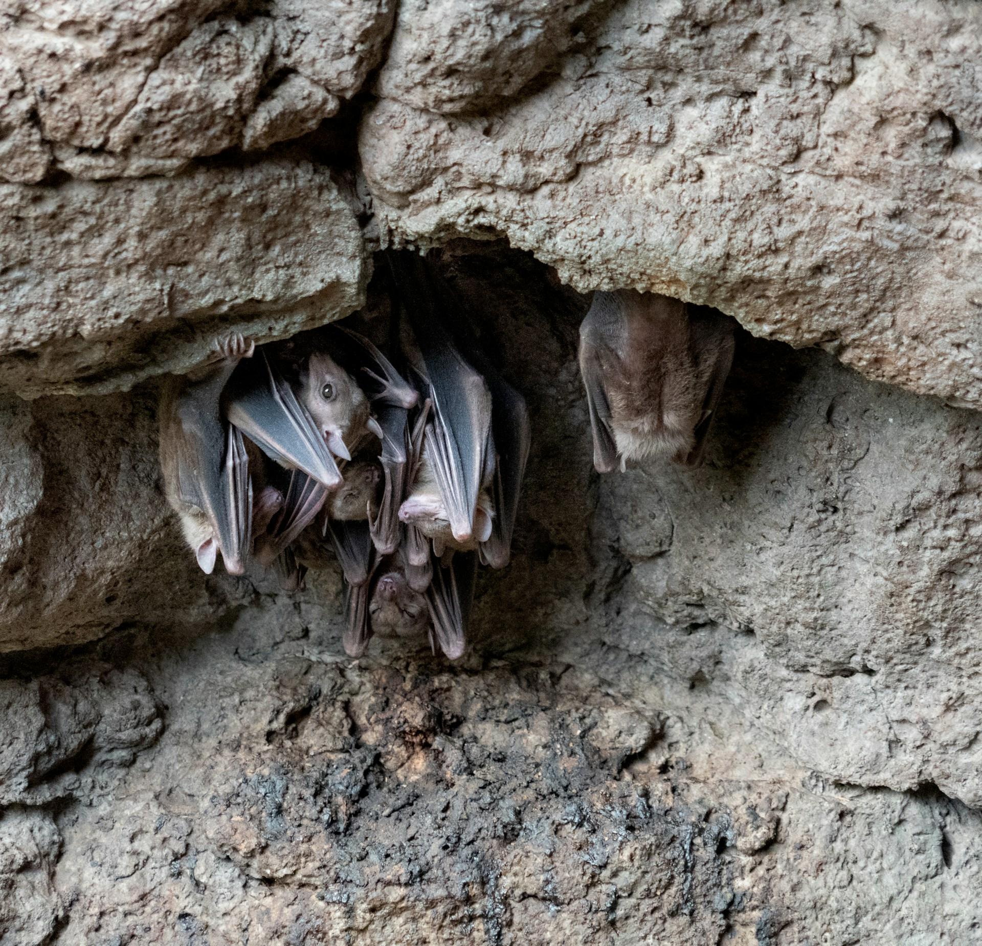 You are currently viewing What to Do About Bats in Your Nebraska Home