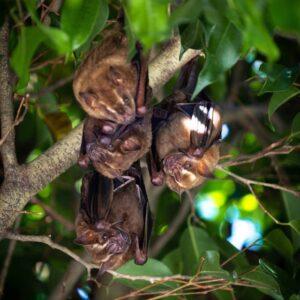 Read more about the article 5 Common Myths and Misconceptions About Bats