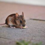 Most Common Rodents in Nebraska Homes