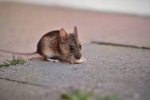 Read more about the article Most Common Rodents in Nebraska Homes