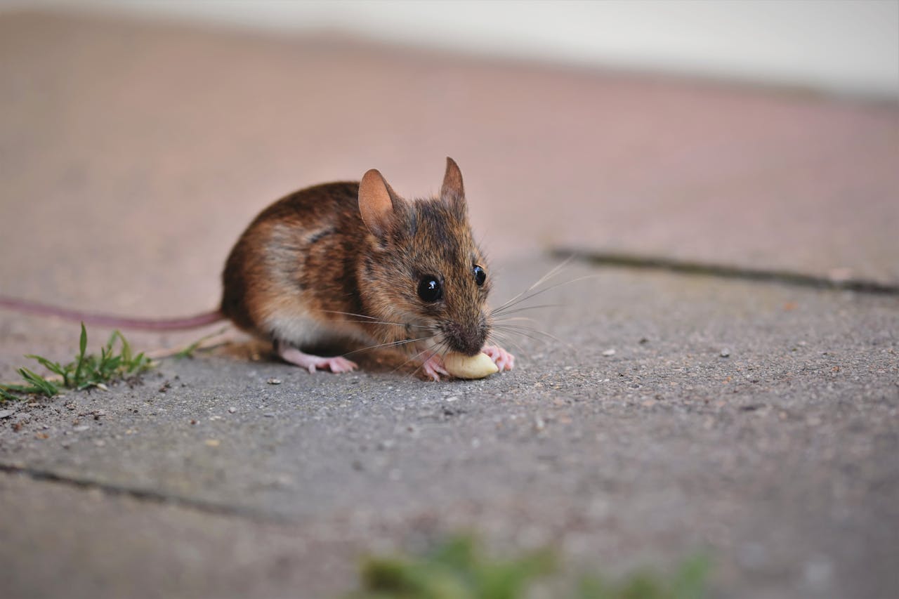 You are currently viewing Most Common Rodents in Nebraska Homes