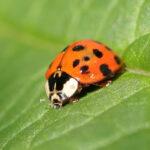 What to Do About Asian Lady Beetles