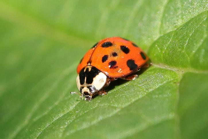 Read more about the article What to Do About Asian Lady Beetles