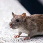 Getting Rid of Norway Rats in Your Home